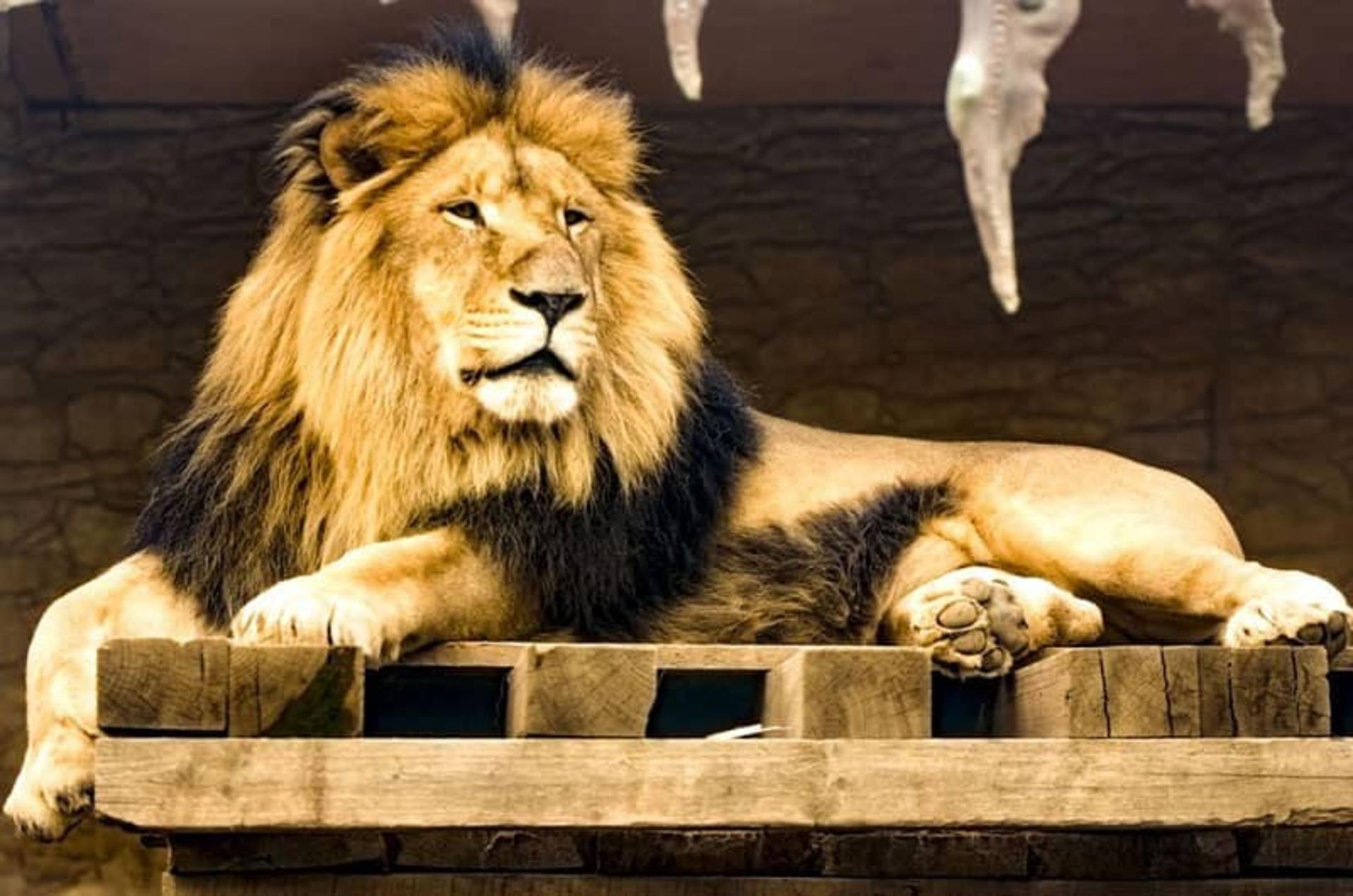 شیر آفریقایی باغ وحش ارم