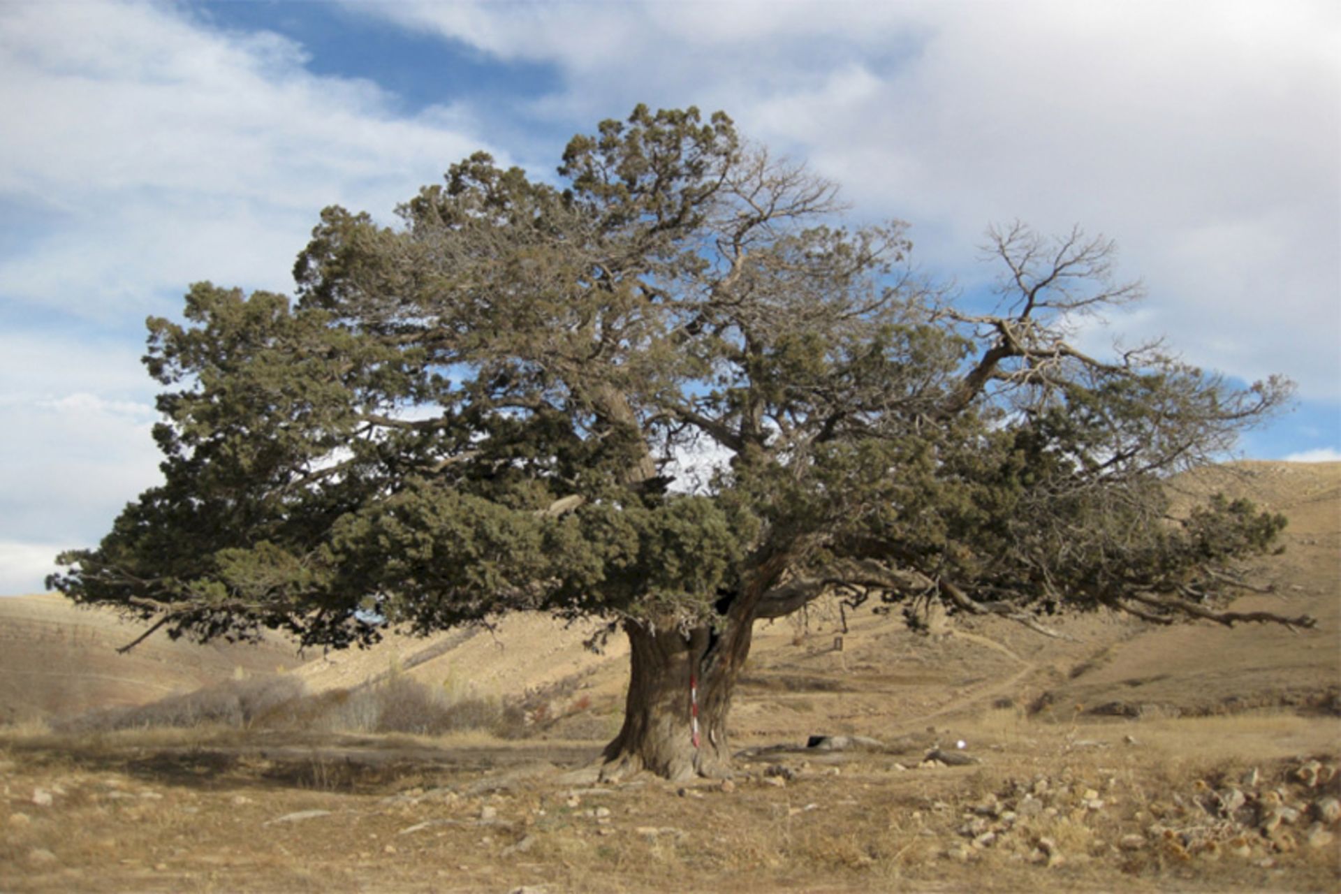 درخت کهنسال ارس شیروان