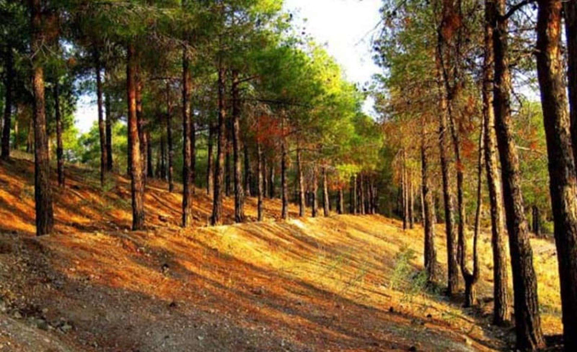 پارک چیتگر