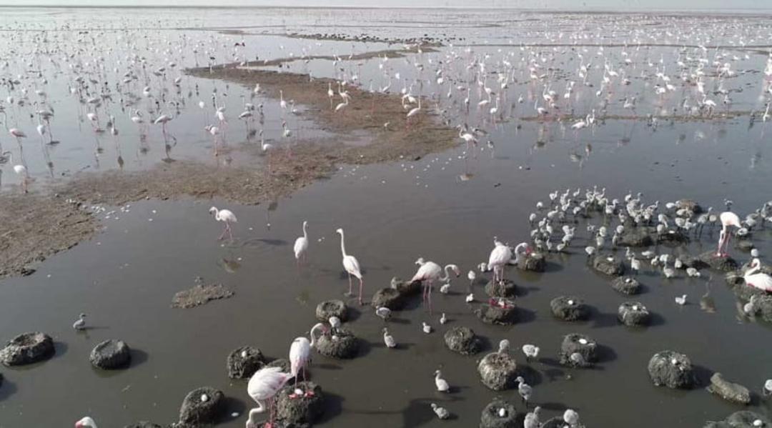 تالاب شادگان