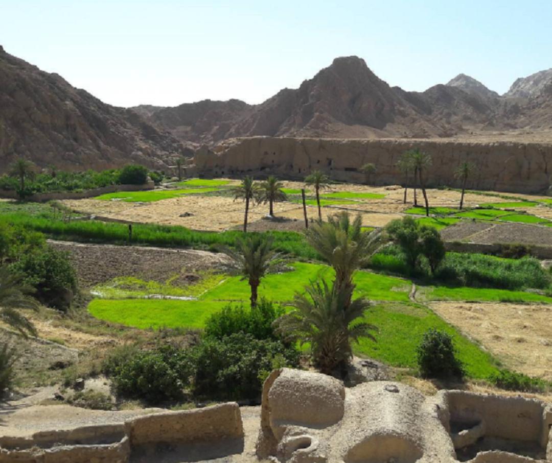 زمین های زراعی سرسبز در روستای ازمیغان
