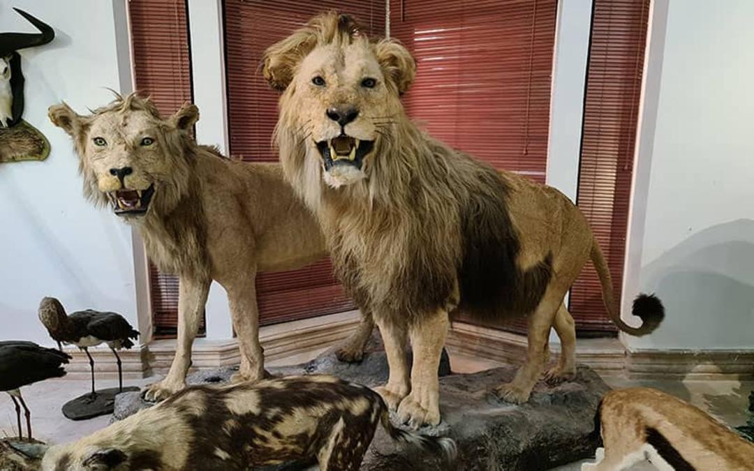 شیرهای تاکسیدرمی شده در موزه حیات وحش دارآباد