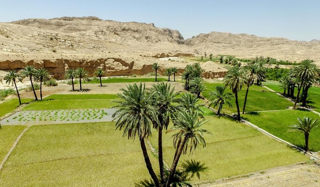 شالیزارهای برنج در دل نخلستان های روستای ازمیغان