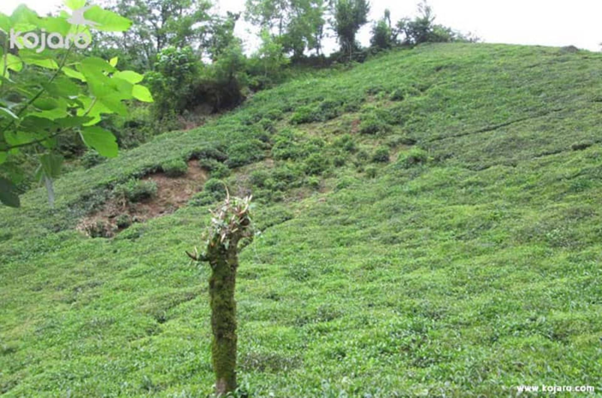 روستای فوشه