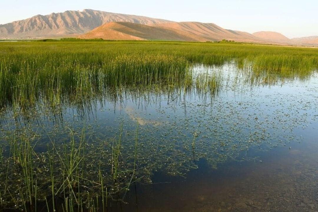 تالاب گندمان