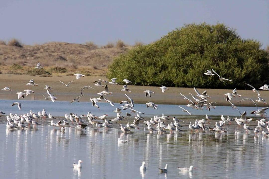 دلتای شور