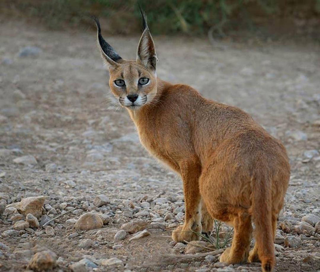 کاراکال یا سیاه گوش