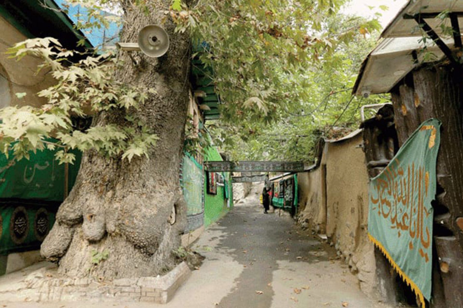 درخت چنار کهنسال تکیه سرآسیاب کن