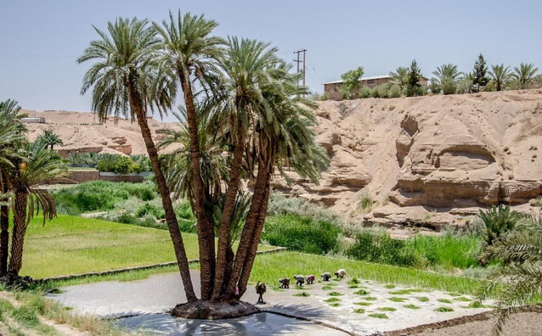 نشای برنج در شالیزارهای روستای ازمیغان