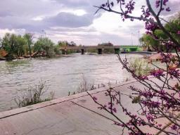شکوفه‌های بهاری در پارک ساحلی زرین شهر