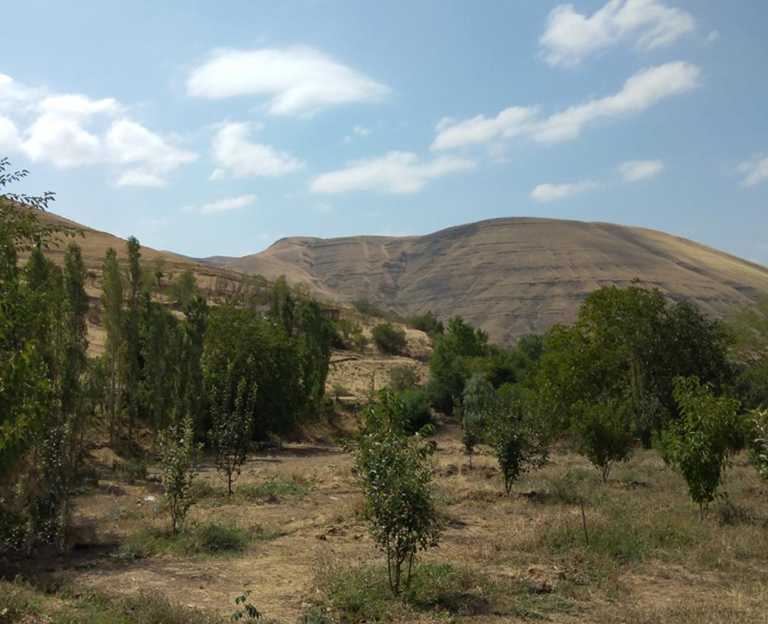 درختان دشت مغان