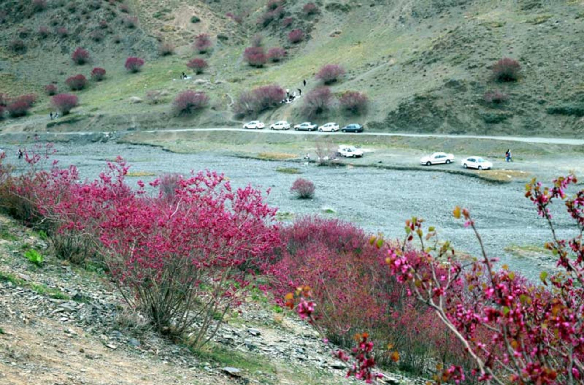 بوته های ارغوان در دره ارغوان در بهار