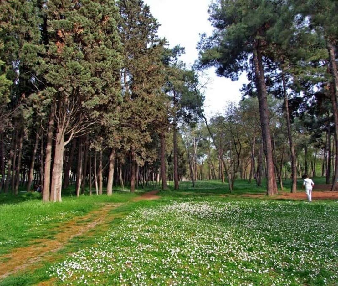 جنگل فلوریا آتاتورک