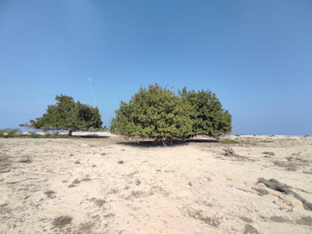 جزیره هندورابی