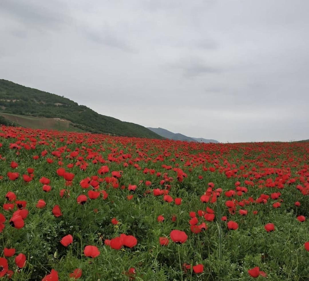 دشت شقایق پادل دل