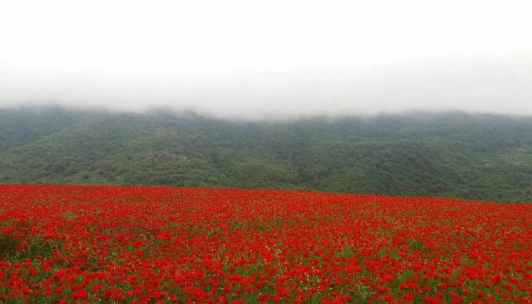 دشت شقایق گالیکش