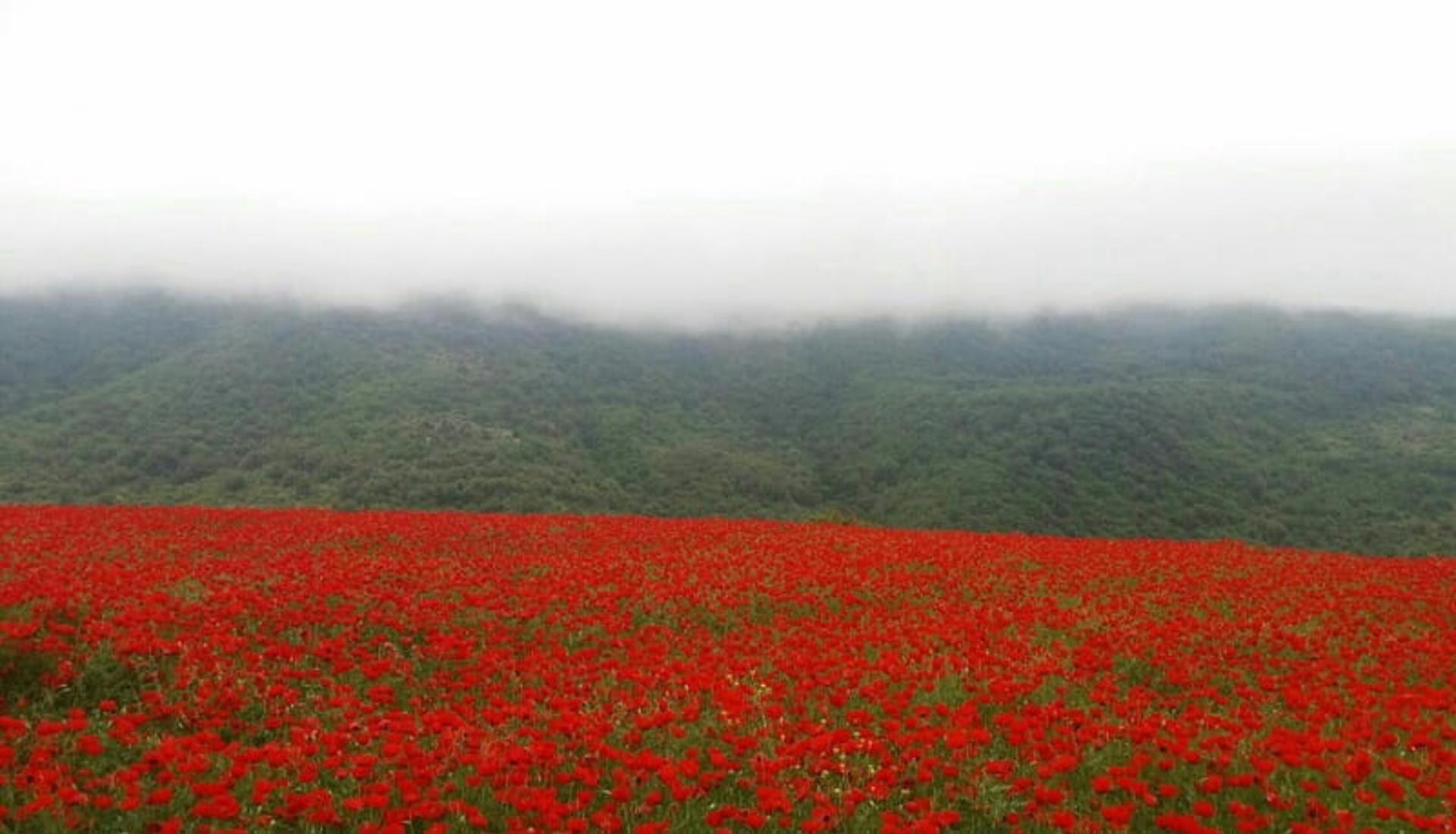 دشت شقایق گالیکش