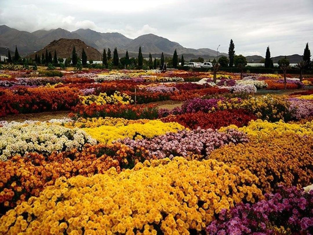 باغات گل محلات