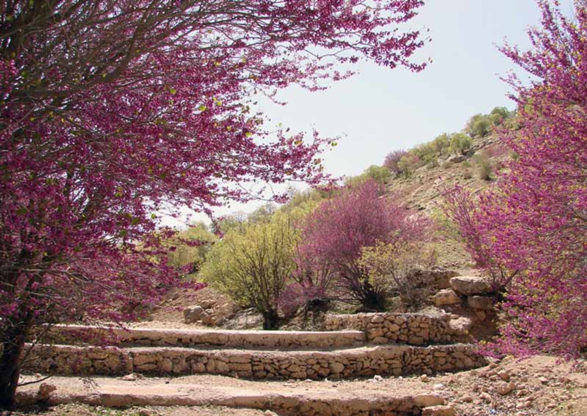 درختچه های بنفش ارغوان در دره ارغوان