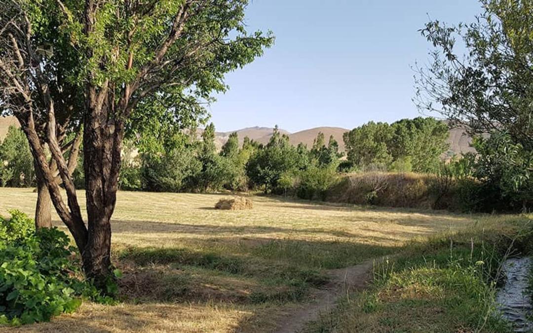 منطقه ای سرسبز با درخت و رودخانه
