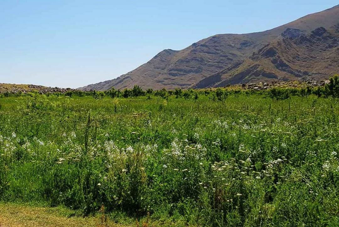 دشت هویج