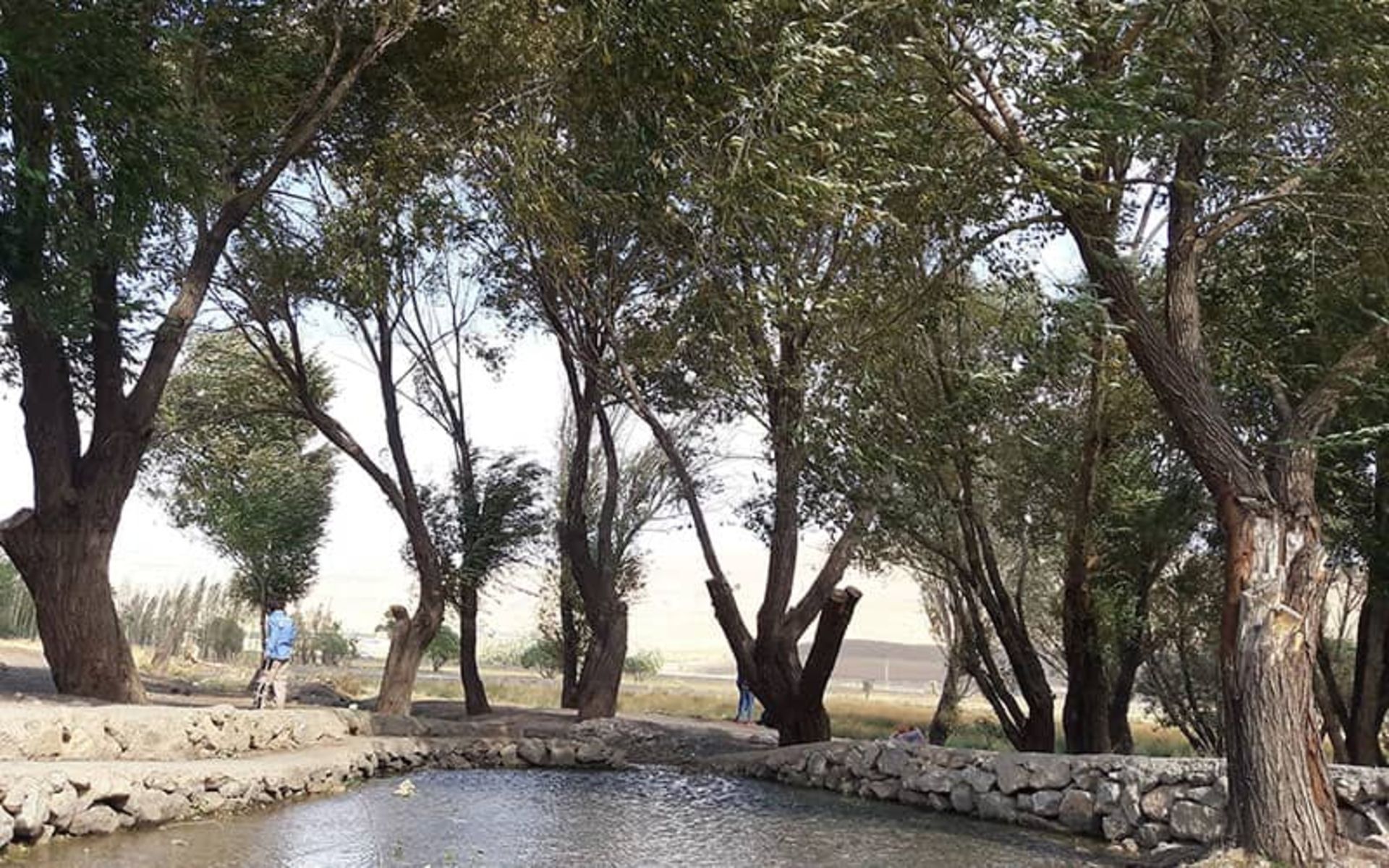 برکه آب در احاطه درختان