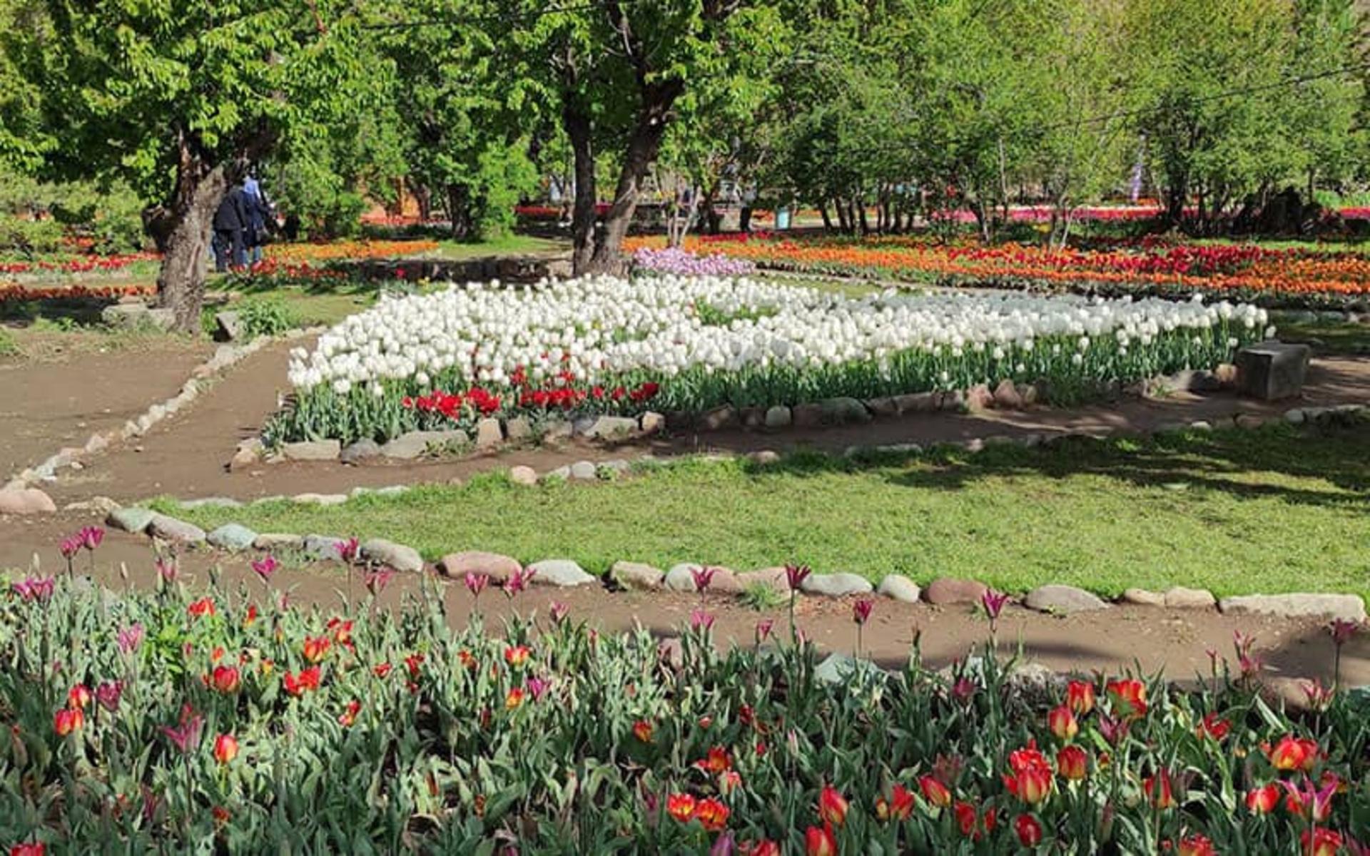 پارکی مملو از گل‌های لاله