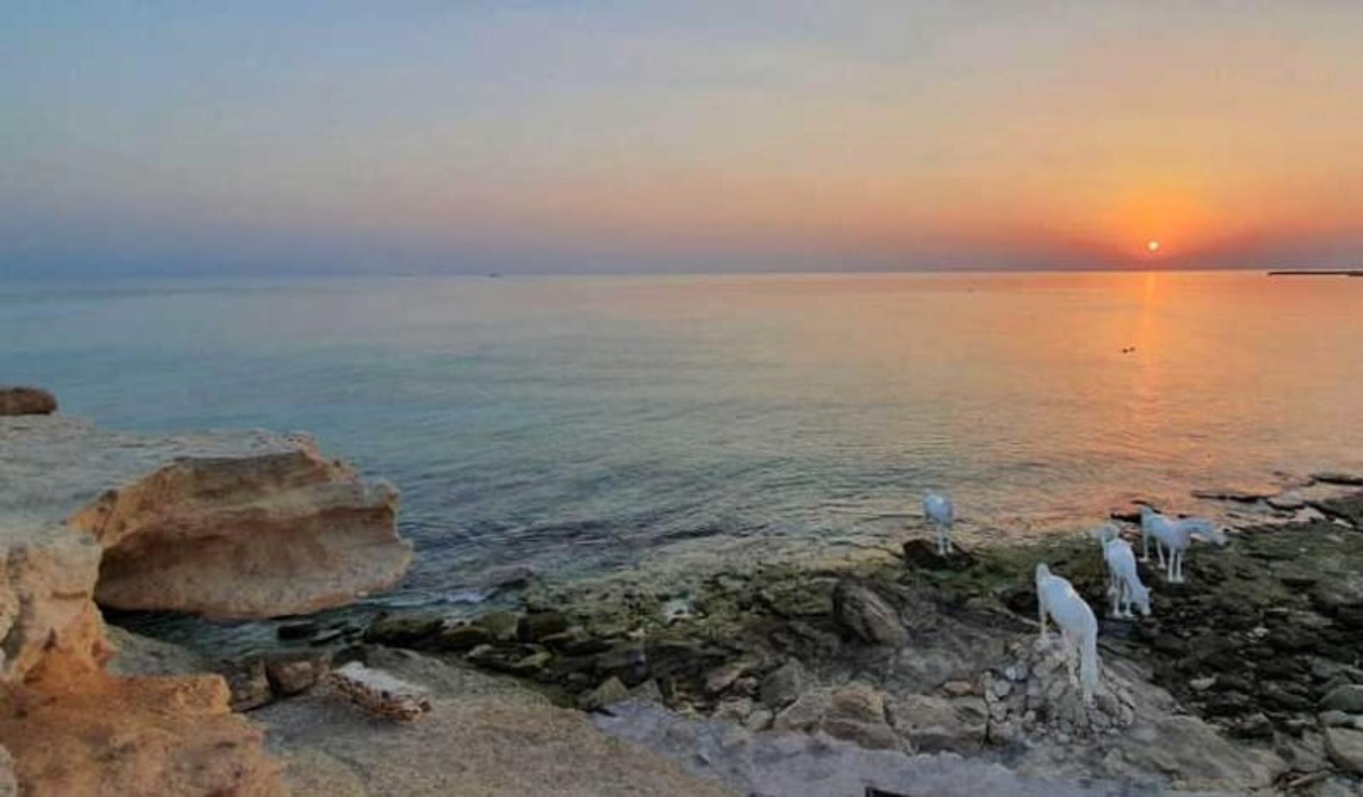 ساحل مرجان