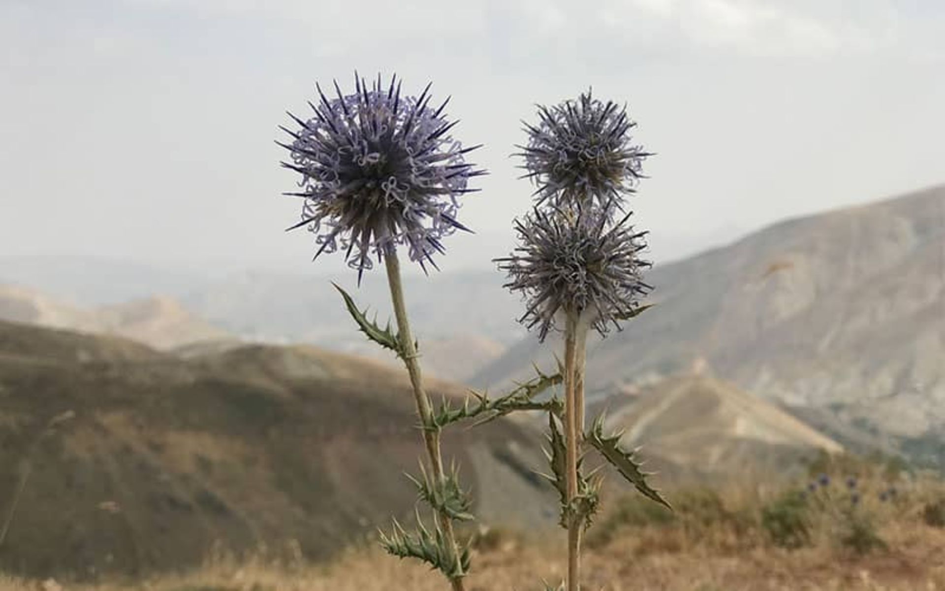  منطقه حفاظت شده ورجین