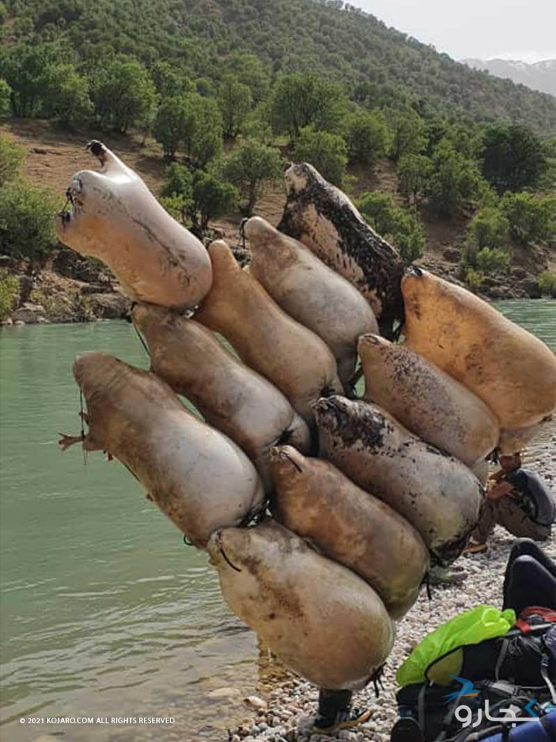 اتصال چندین پوست گوسفند به شکل کلک