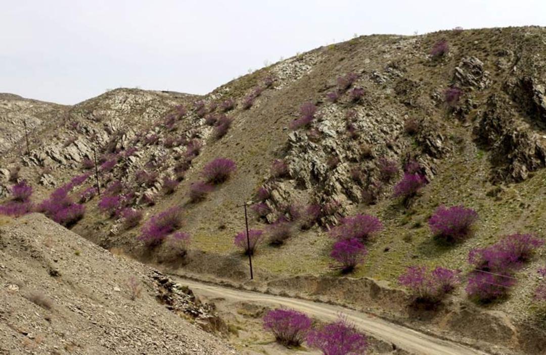 جاده خاکی در مسیر دره ارغوان مشهد