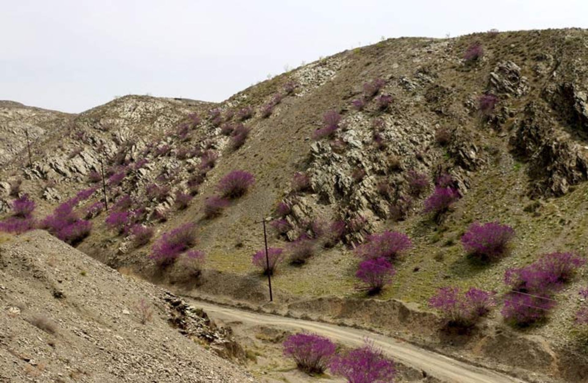 جاده خاکی در مسیر دره ارغوان مشهد