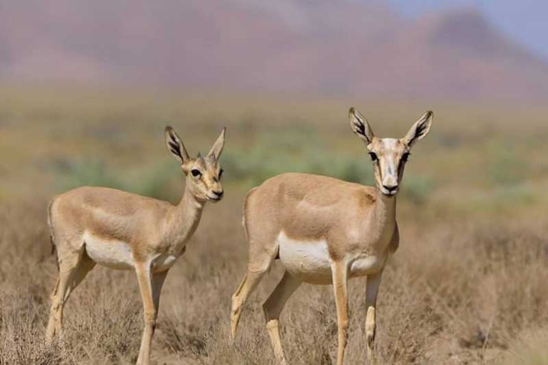 دو آهو ماده