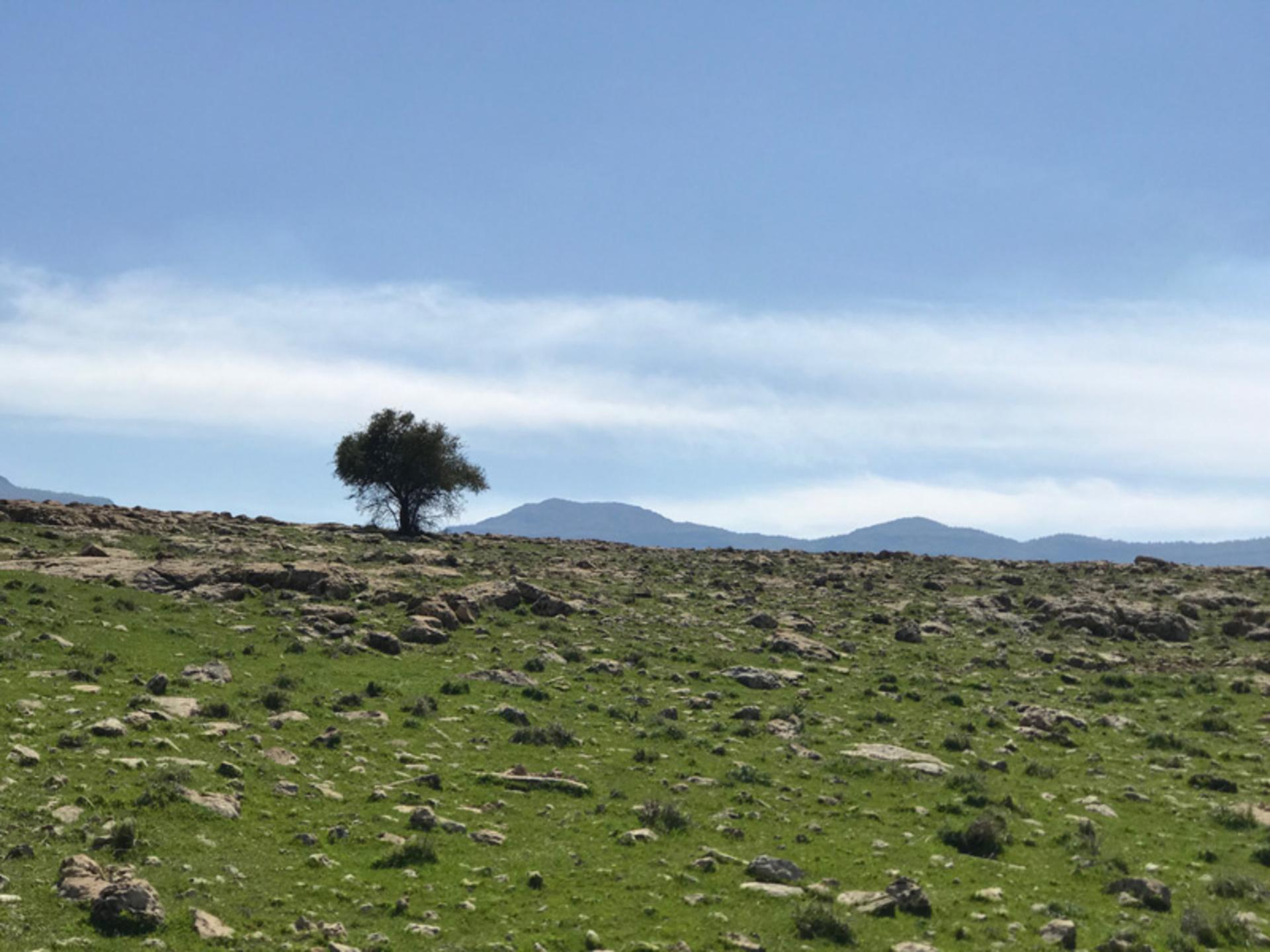 درختی در اطراف دره خزینه