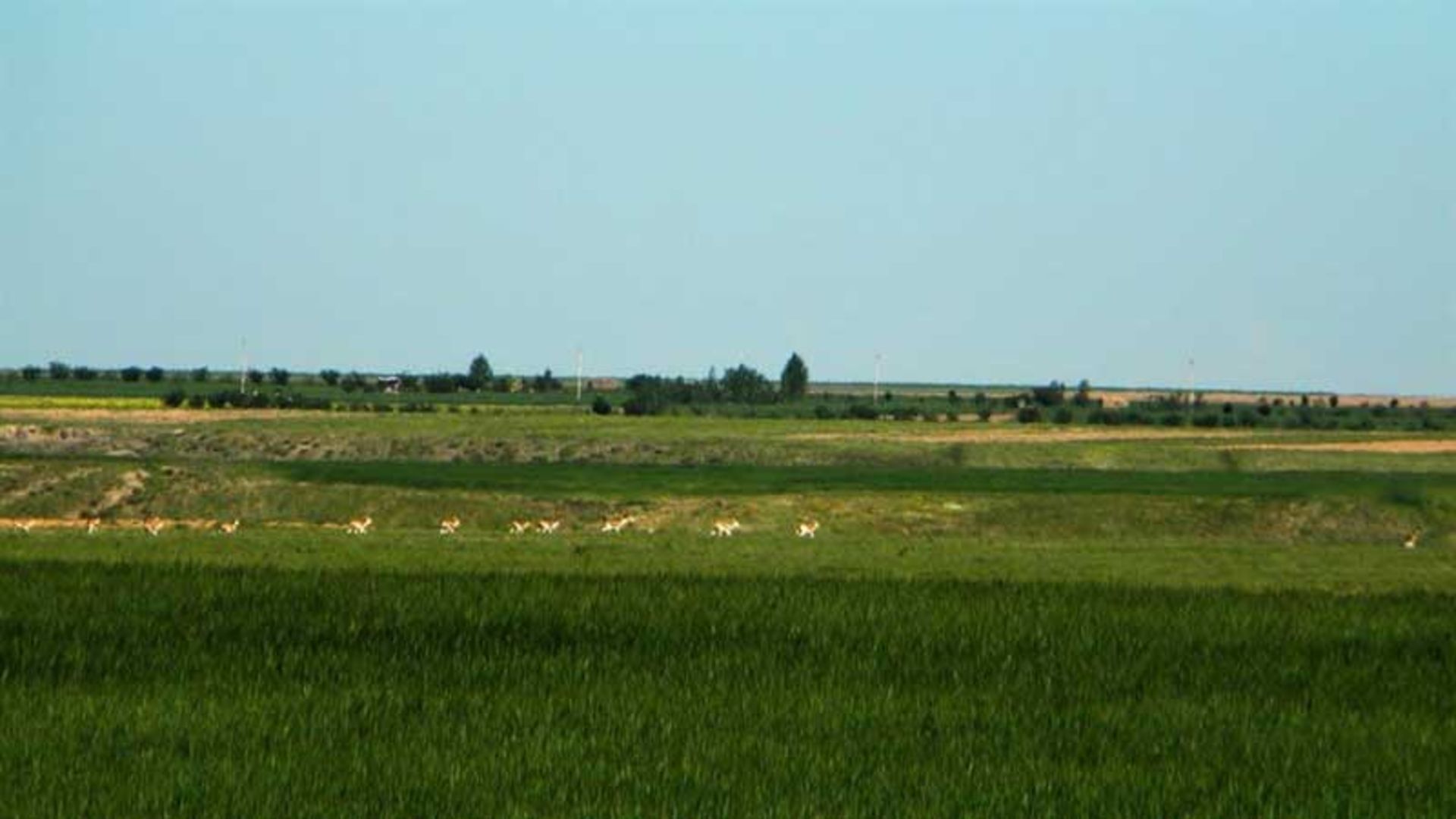 گله آهوان در دشت سهرین