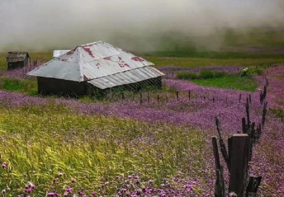 عکس ییلاق سلانسر