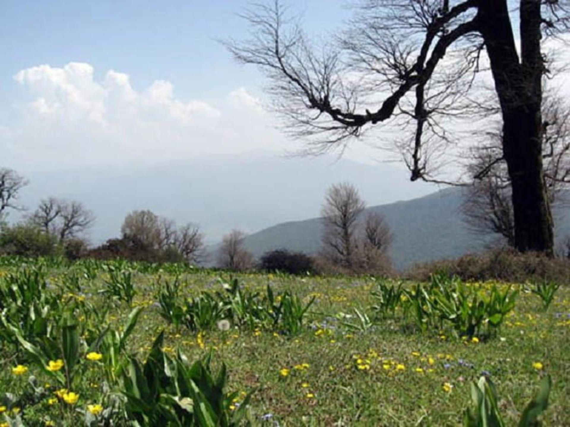 عکس ییلاق سلانسر