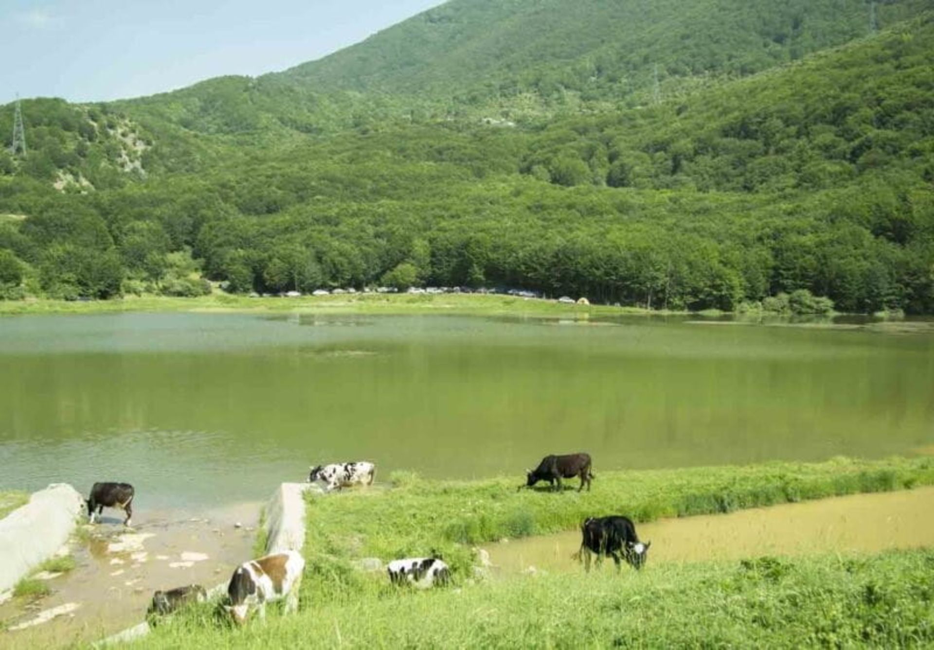 دام ها در حال چرا اطراف دریاچه ویستان