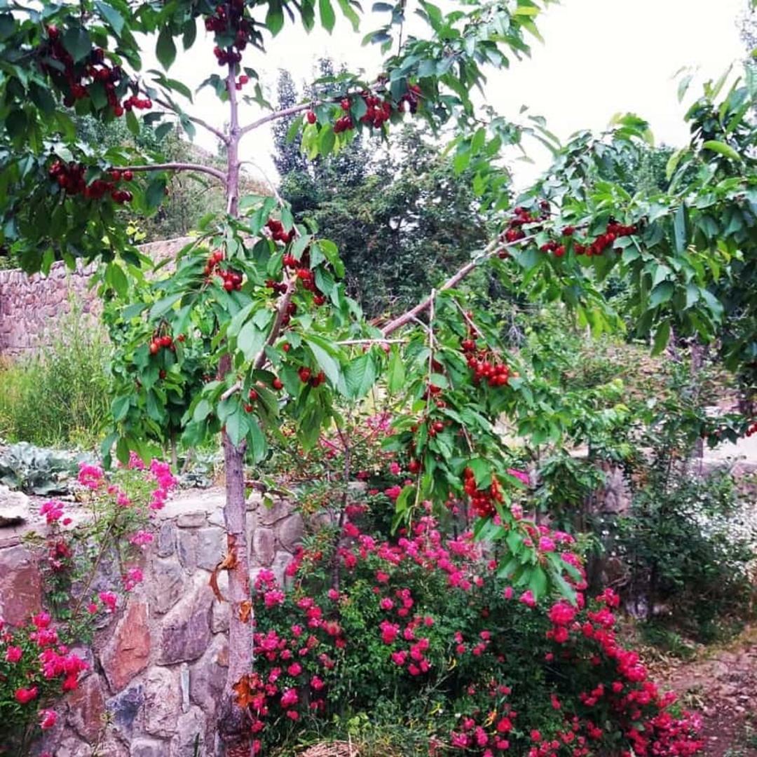 آبنیک