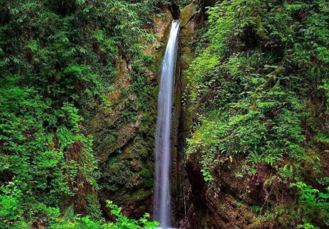 آبشار برجی کلا میان سرخسهای سرسبز جنگلی از نمای دور