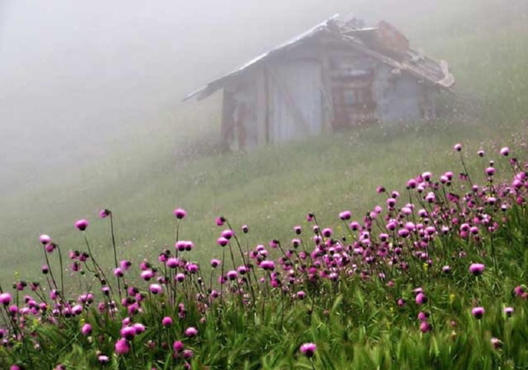 عکس ییلاق سلانسر