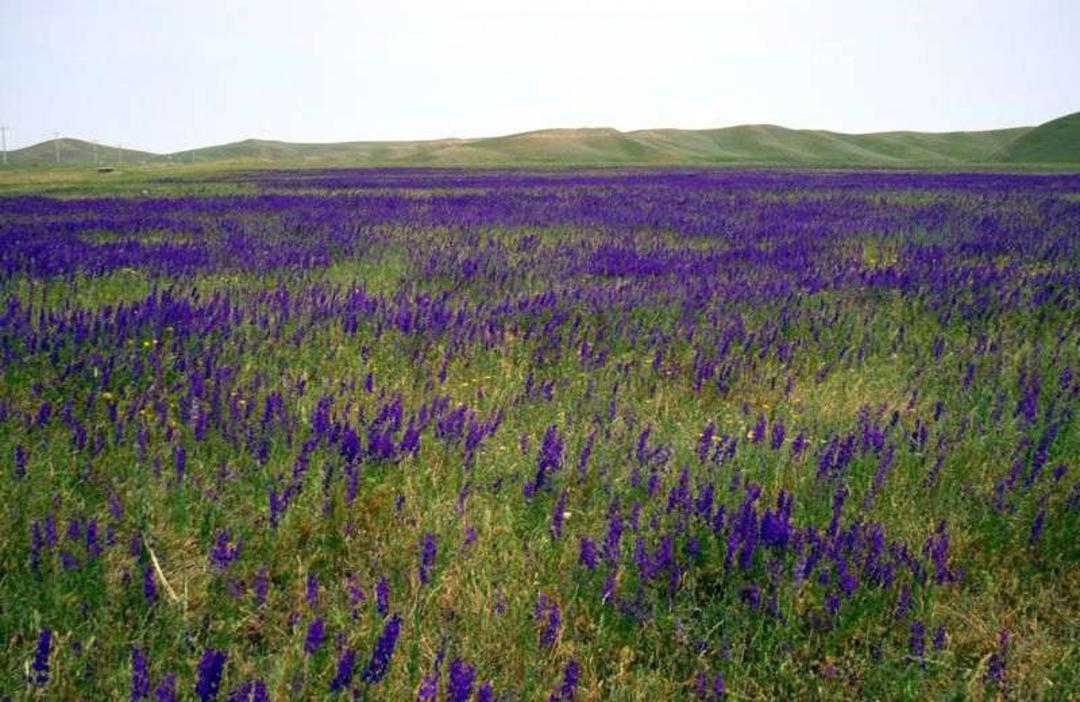 گلزارهای دشت مغان