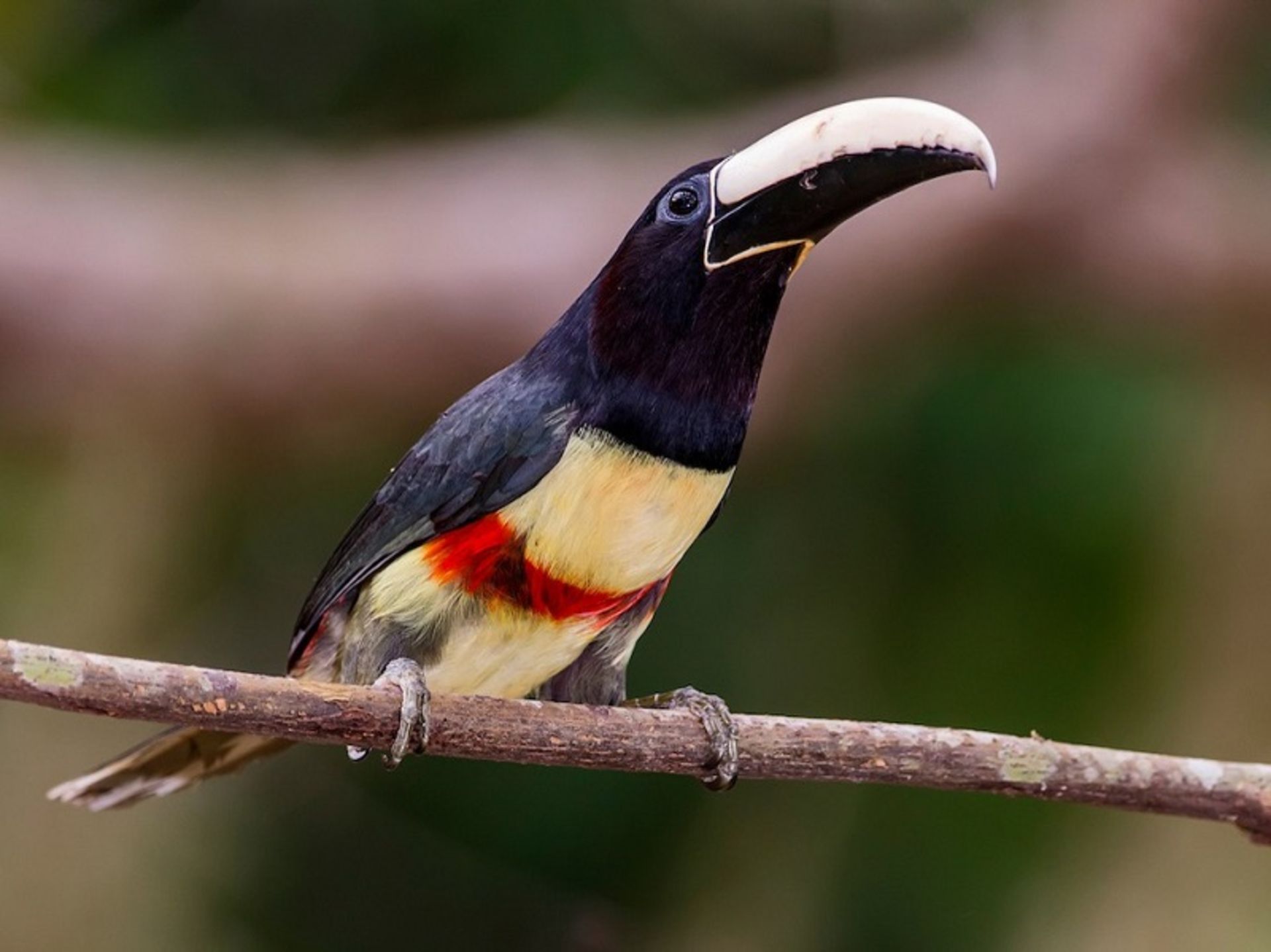 پرنده پرزبان گردن‌سیاه، منبع ebird