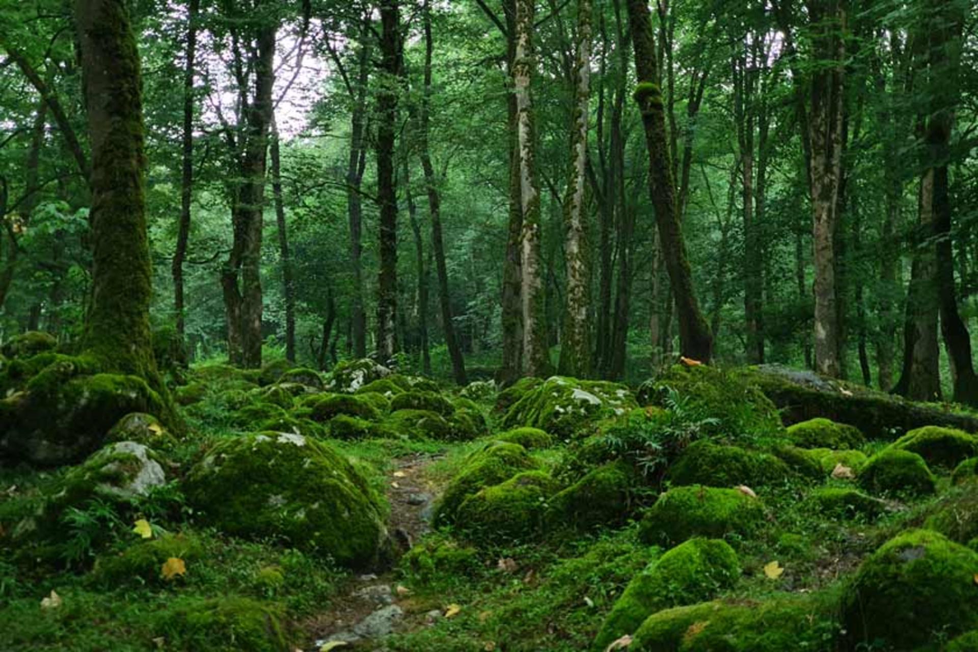 فضای بکر جنگل تیلاکنار