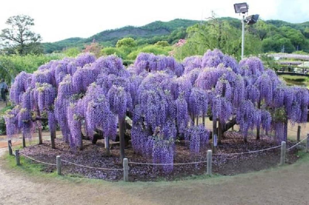 پرورش گل‌های زینتی در روستای اسب چین مازندران