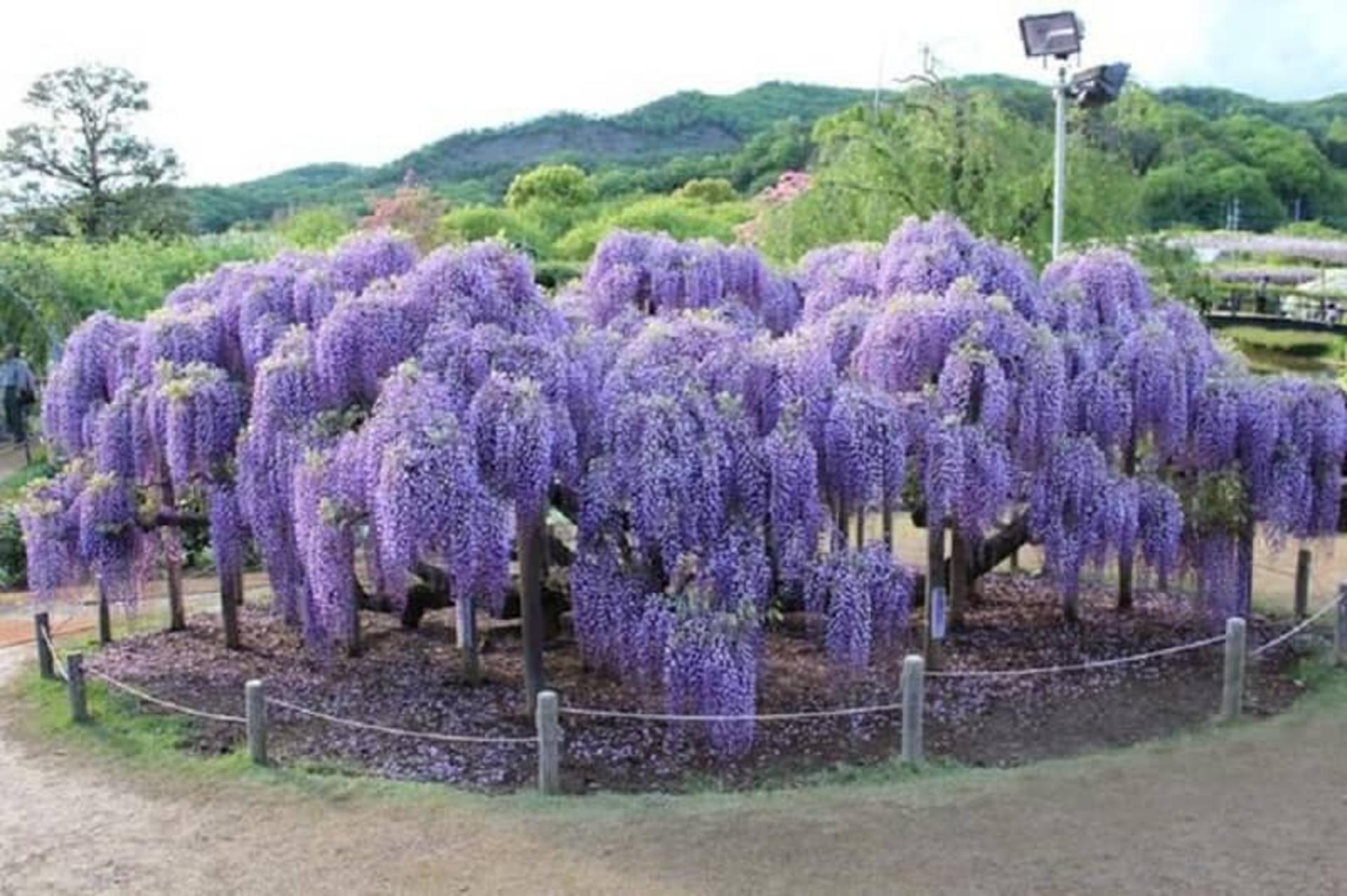 پرورش گل‌های زینتی در روستای اسب چین مازندران