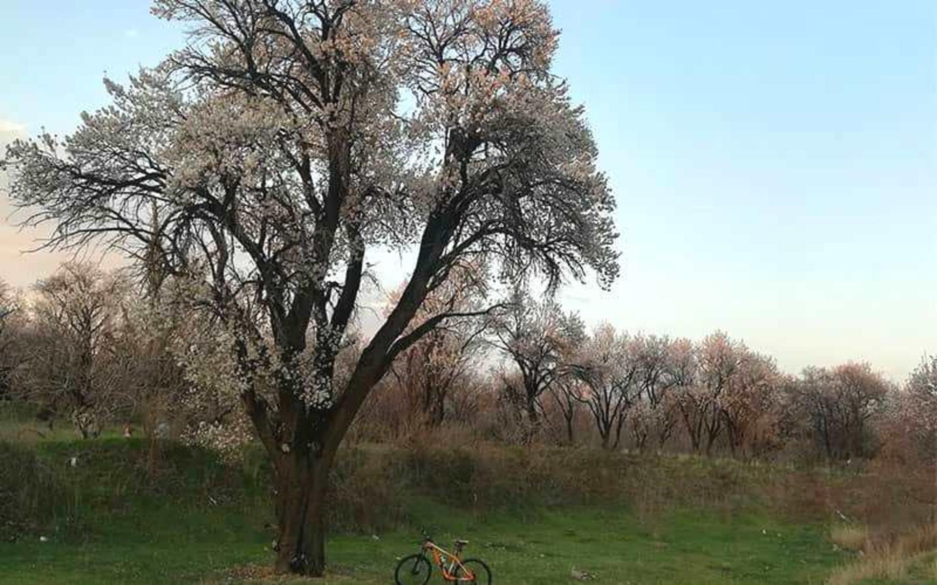 باغستان سنتی قزوین 
