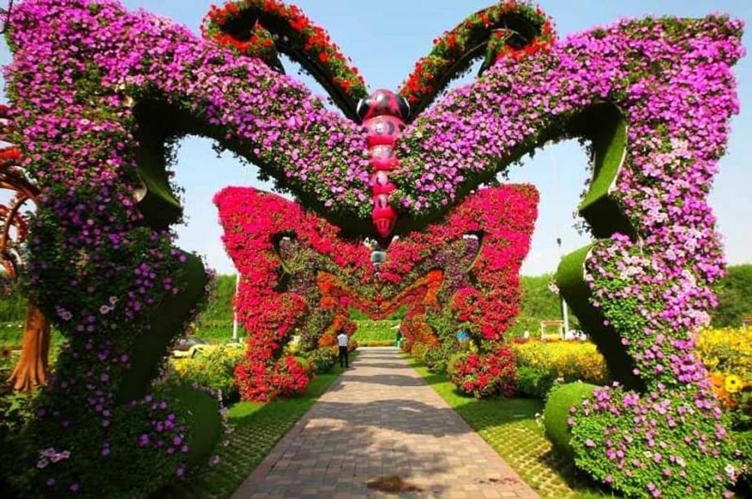 گذر پروانه‌ها