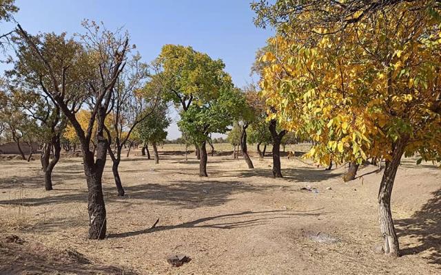 باغستان سنتی قزوین 