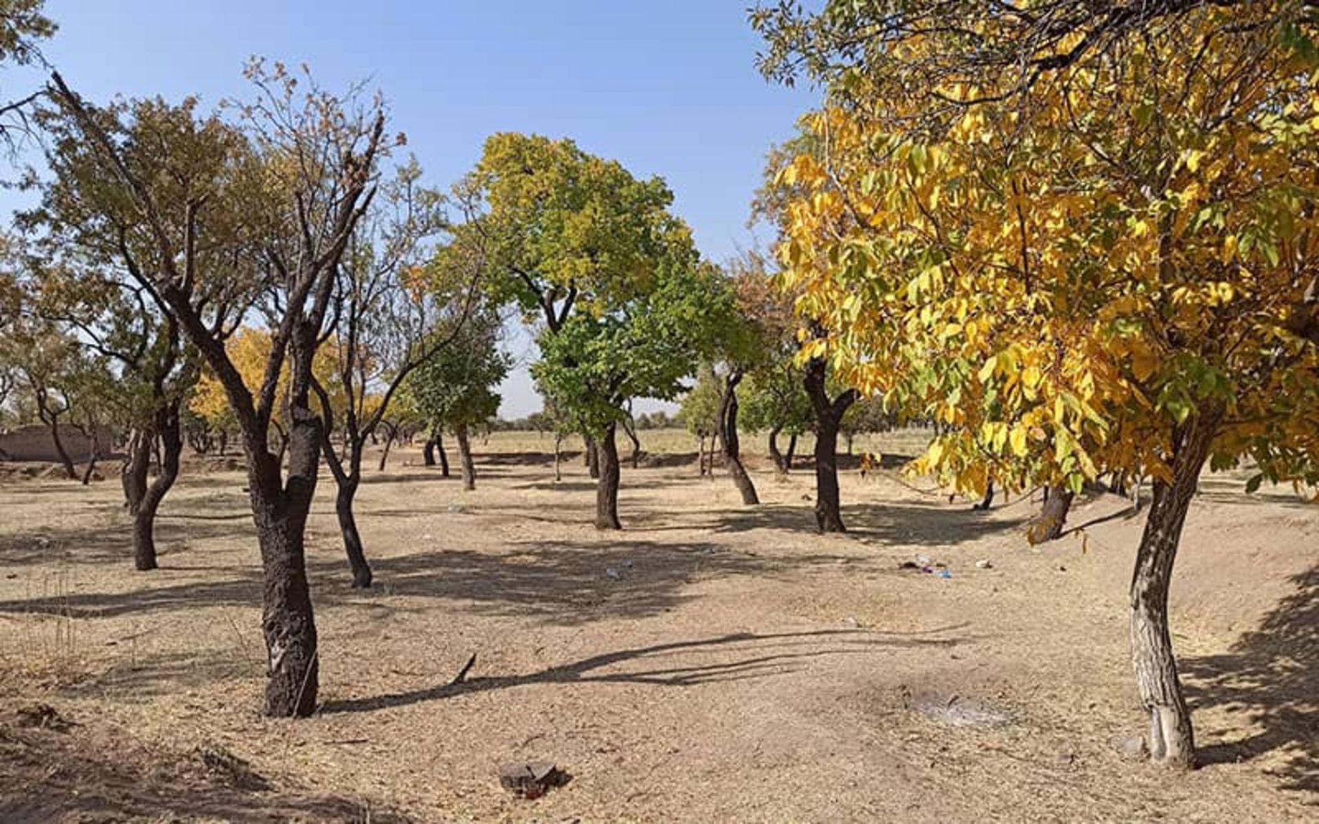 باغستان سنتی قزوین 